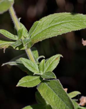 Fotografia 11 da espécie Epilobium hirsutum no Jardim Botânico UTAD