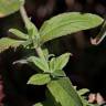 Fotografia 11 da espécie Epilobium hirsutum do Jardim Botânico UTAD