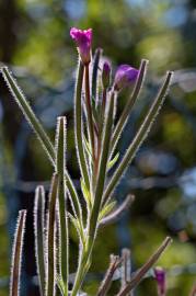 Fotografia da espécie Epilobium hirsutum