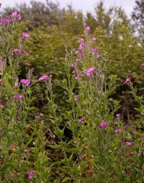 Fotografia 14 da espécie Epilobium hirsutum no Jardim Botânico UTAD