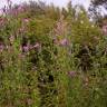 Fotografia 14 da espécie Epilobium hirsutum do Jardim Botânico UTAD