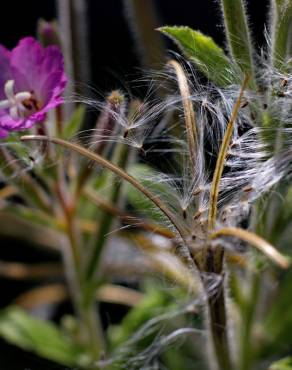 Fotografia 15 da espécie Epilobium hirsutum no Jardim Botânico UTAD