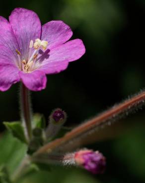 Fotografia 16 da espécie Epilobium hirsutum no Jardim Botânico UTAD