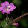 Fotografia 16 da espécie Epilobium hirsutum do Jardim Botânico UTAD