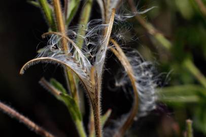 Fotografia da espécie Epilobium hirsutum