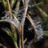 Fotografia 17 da espécie Epilobium hirsutum do Jardim Botânico UTAD