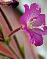 Fotografia da espécie Epilobium hirsutum