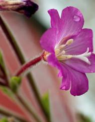 Epilobium hirsutum