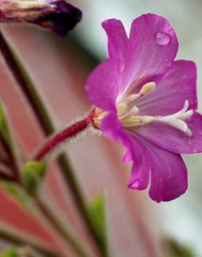 Fotografia 1 da espécie Epilobium hirsutum no Jardim Botânico UTAD