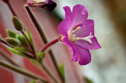 Fotografia da espécie Epilobium hirsutum