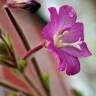 Fotografia 1 da espécie Epilobium hirsutum do Jardim Botânico UTAD