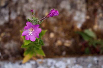 Fotografia da espécie Epilobium hirsutum