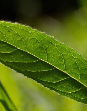 Fotografia 19 da espécie Epilobium hirsutum no Jardim Botânico UTAD