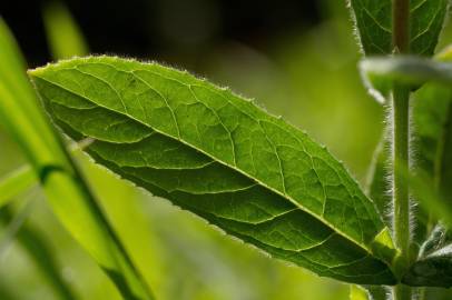 Fotografia da espécie Epilobium hirsutum