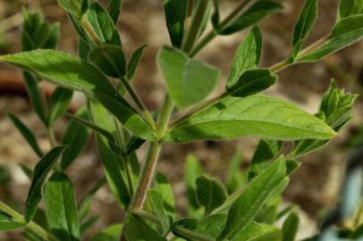 Fotografia da espécie Epilobium hirsutum