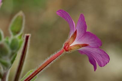 Fotografia da espécie Epilobium hirsutum