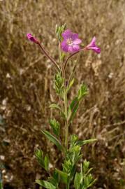 Fotografia da espécie Epilobium hirsutum