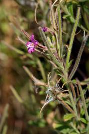 Fotografia da espécie Epilobium hirsutum