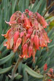 Fotografia da espécie Cotyledon orbiculata