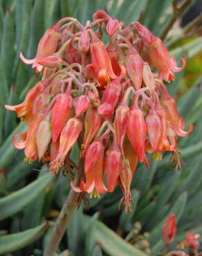 Fotografia 1 da espécie Cotyledon orbiculata no Jardim Botânico UTAD