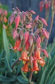 Fotografia da espécie Cotyledon orbiculata