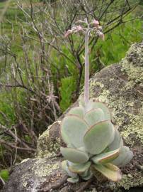 Fotografia da espécie Cotyledon orbiculata