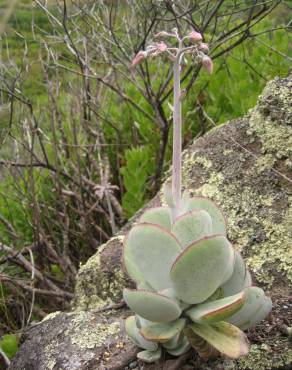 Fotografia 3 da espécie Cotyledon orbiculata no Jardim Botânico UTAD