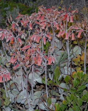 Fotografia 4 da espécie Cotyledon orbiculata no Jardim Botânico UTAD