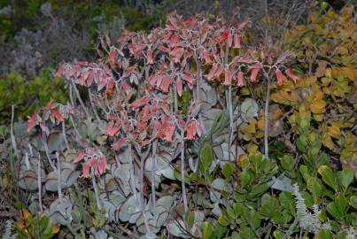 Fotografia da espécie Cotyledon orbiculata