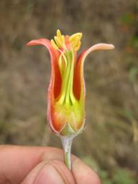 Fotografia da espécie Cotyledon orbiculata