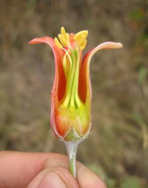 Fotografia 5 da espécie Cotyledon orbiculata no Jardim Botânico UTAD