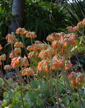 Fotografia 6 da espécie Cotyledon orbiculata no Jardim Botânico UTAD