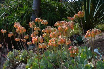 Fotografia da espécie Cotyledon orbiculata