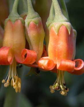 Fotografia 7 da espécie Cotyledon orbiculata no Jardim Botânico UTAD