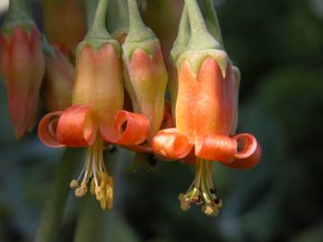 Fotografia da espécie Cotyledon orbiculata