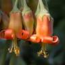 Fotografia 7 da espécie Cotyledon orbiculata do Jardim Botânico UTAD