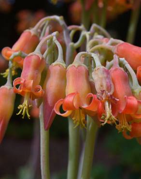 Fotografia 8 da espécie Cotyledon orbiculata no Jardim Botânico UTAD