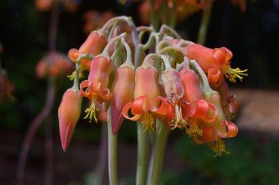 Fotografia da espécie Cotyledon orbiculata