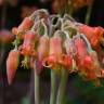 Fotografia 8 da espécie Cotyledon orbiculata do Jardim Botânico UTAD