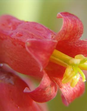 Fotografia 9 da espécie Cotyledon orbiculata no Jardim Botânico UTAD