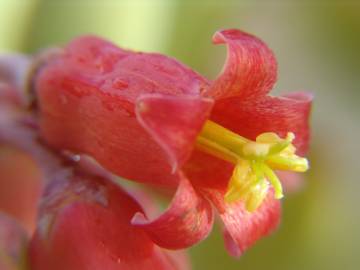 Fotografia da espécie Cotyledon orbiculata