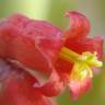 Fotografia 9 da espécie Cotyledon orbiculata do Jardim Botânico UTAD