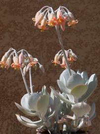 Fotografia da espécie Cotyledon orbiculata