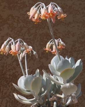 Fotografia 10 da espécie Cotyledon orbiculata no Jardim Botânico UTAD