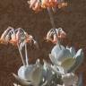 Fotografia 10 da espécie Cotyledon orbiculata do Jardim Botânico UTAD