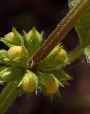 Fotografia 5 da espécie Lamium galeobdolon subesp. montanum no Jardim Botânico UTAD