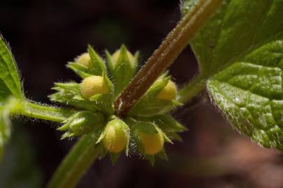 Fotografia da espécie Lamium galeobdolon subesp. montanum