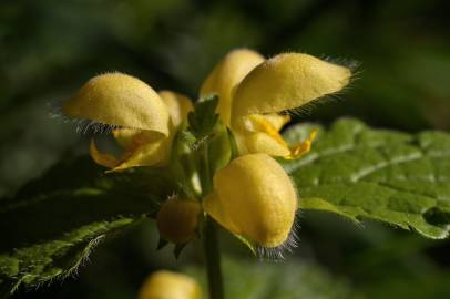 Fotografia da espécie Lamium galeobdolon subesp. montanum