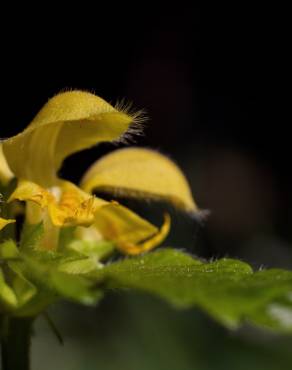 Fotografia 7 da espécie Lamium galeobdolon subesp. montanum no Jardim Botânico UTAD