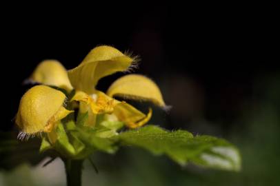 Fotografia da espécie Lamium galeobdolon subesp. montanum